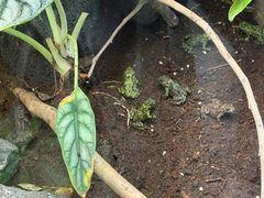 -上海大自然野生昆虫馆(东方明珠·爬宠昆虫探索中心)