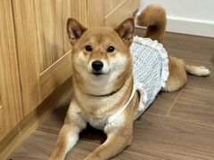 -唐小姐の私宠·宠物洗护美容·撸猫馆·购宠(周浦万达旗舰店)