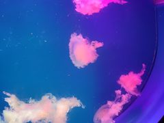 -广州海洋馆