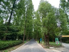 -东平国家森林公园