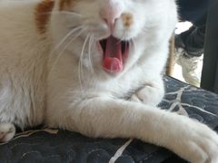 -平行世界·猫咖(首经贸店)