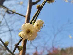 -无锡梅园公园