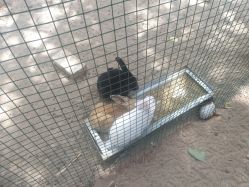 -上美四季动物农场