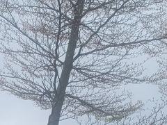 -八仙山公园