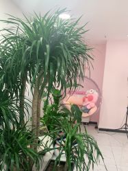 -久匠·野生眉半永久纹眉