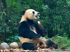 -中国大熊猫保护研究中心雅安碧峰峡基地