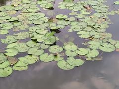 -荔湾湖公园