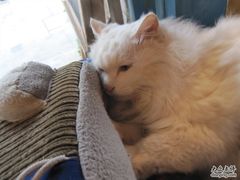 -Babycat私家御饼屋(龙头路一店)