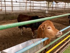 -南宫五洲植物乐园