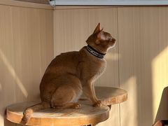 -MOCHA明星猫咖(田子坊店)