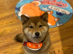 -柴务处·柴犬主题狗咖