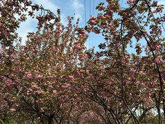 -西北湖绿化广场