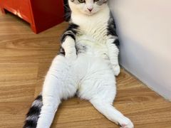 -COLOR PETS 撸猫馆·购猫·猫咖(长风大悦城店)