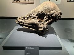 -自贡恐龙博物馆