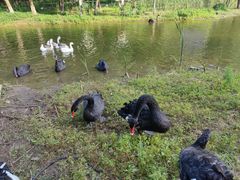 -长白岛森林公园