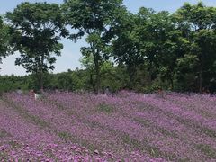 -大塘金香草谷