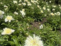 -黑龙江省森林植物园