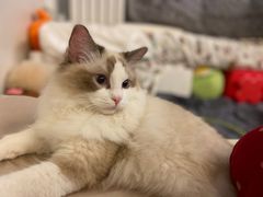 -猫大福·Fortune Cat猫舍(百子湾店)
