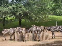 -北京野生动物园