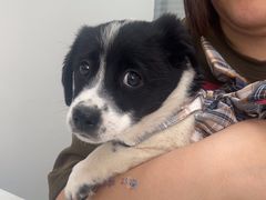 -心仪动物医院·牙专科·肿瘤·心脏科(西客站院)