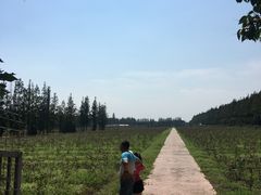 -上海长兴岛郊野公园