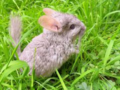 -青石桥花鸟鱼虫市场(叠翠城店)