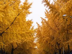 -四川大学(望江校区)