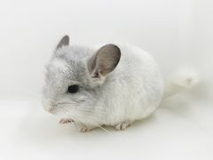 -龙猫仔乐园(惠福东路店)