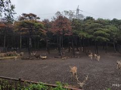 -沈阳森林动物园