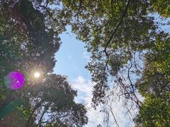 -江西阳明山国家森林公园