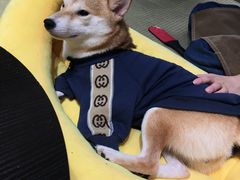 -逗柴咖啡屋·狗咖猫咖宠物桌游
