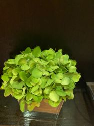 -Oasis Beauty水磨坊科技美肤中心