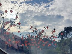 -雁南飞茶田景区