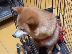 -MARSMART PETS火星宠物超市(1733店)