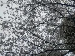 -武汉大学-樱园