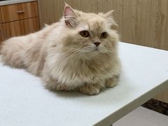 -瑞鹏宠物医院·骨科·猫科·内科(第一中心)