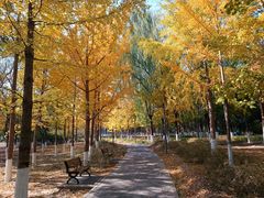 -大兴滨河森林公园