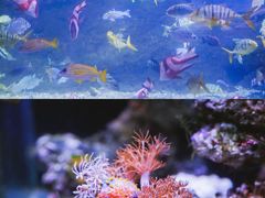 -南昌海洋公园