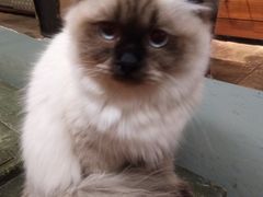 -猫咪博物馆(顶澳仔猫街店)