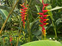-中国科学院西双版纳热带植物园