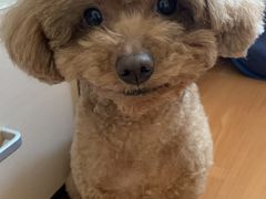 -利又安动物医院··老年病·猫科犬科·中兽医
