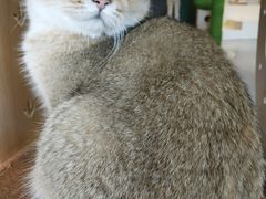 -飞行喵MR PILOT|猫舍·猫咖(静安大融城店)