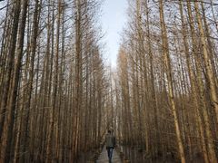 -桤木河湿地公园