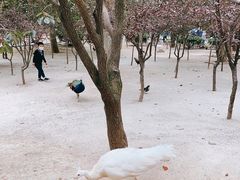 -淄博花灯齐彩城