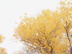 -金塔沙漠胡杨林景区
