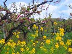 -南汇桃花村