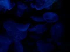 -悉尼海洋生物水族馆