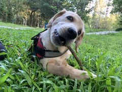 -东莞宠友24H宠物中心医院·转诊夜诊·异宠(新河北路院)