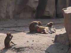 -青藏高原野生动物园