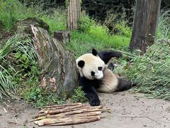 -都江堰中华大熊猫苑